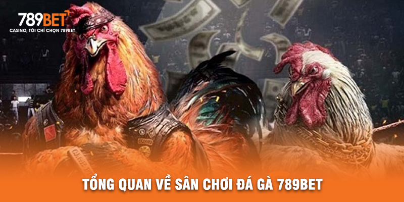Tổng Quan Về Sân Chơi Đá Gà 789BET