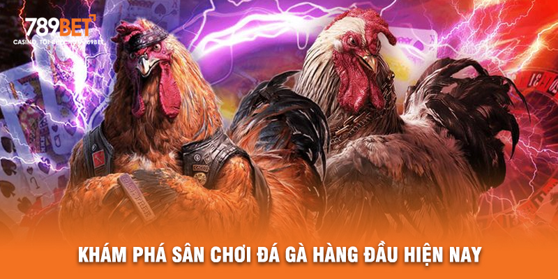 Khám Phá Sân Chơi Đá Gà Hàng Đầu Hiện Nay